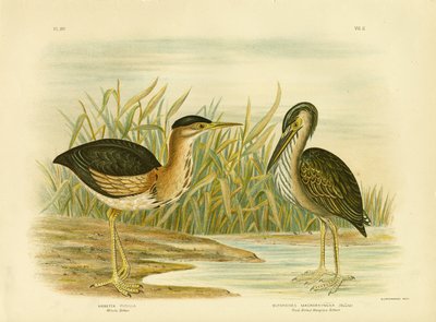 Minute Bittern by Gracius Broinowski